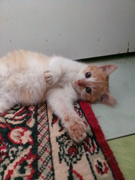 Безкоштовно,в хорошу сім'ю!