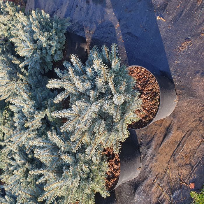 Ель голубая подушковидной формы