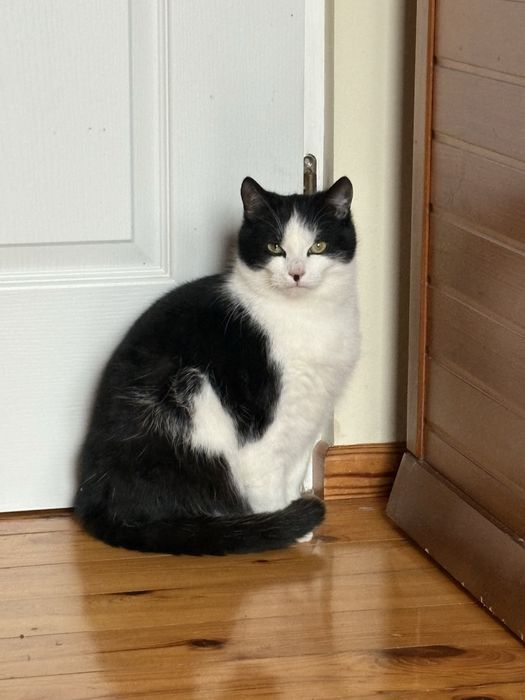 Kocurki do adopcji