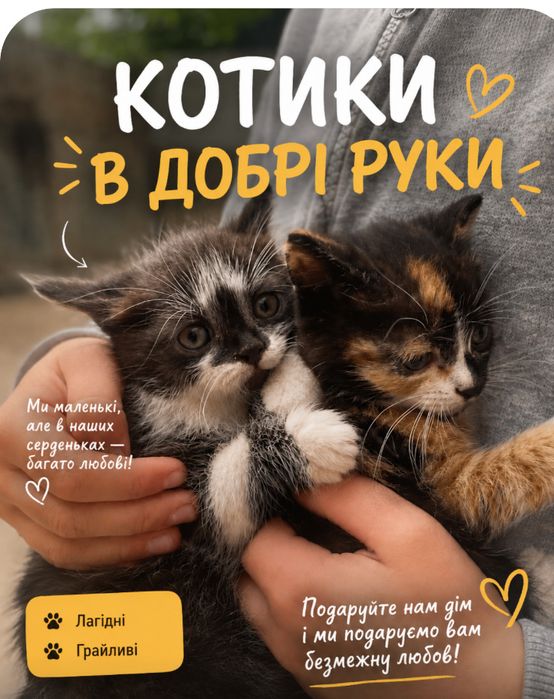 Котики шукають дім