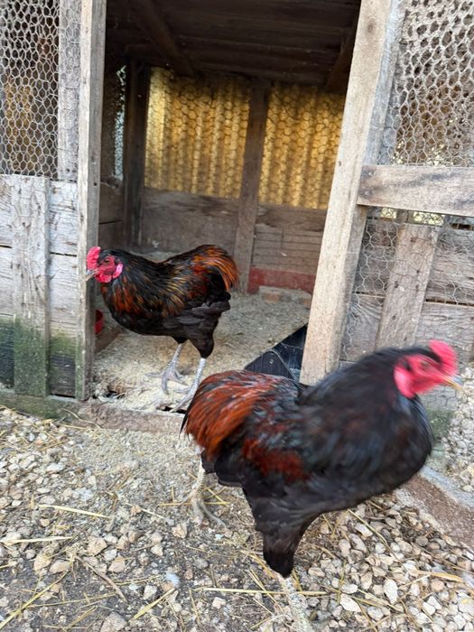 Galos de raça Araucana
