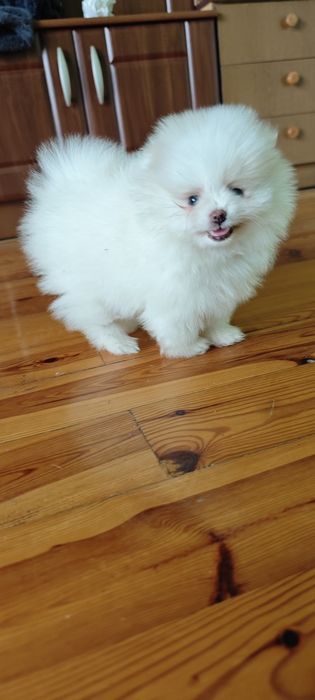 Szpic miniaturowy, pomeranian - biały piesek