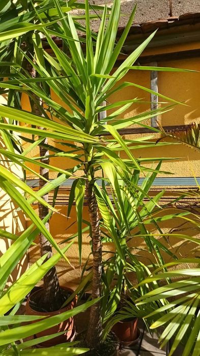 Juka Yucca małe i duże