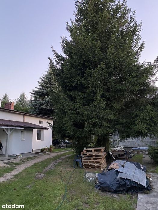 Halinów: 2 domy / 5 mieszkań. 1552 m2 . Media, starodrzew, dojazd A2