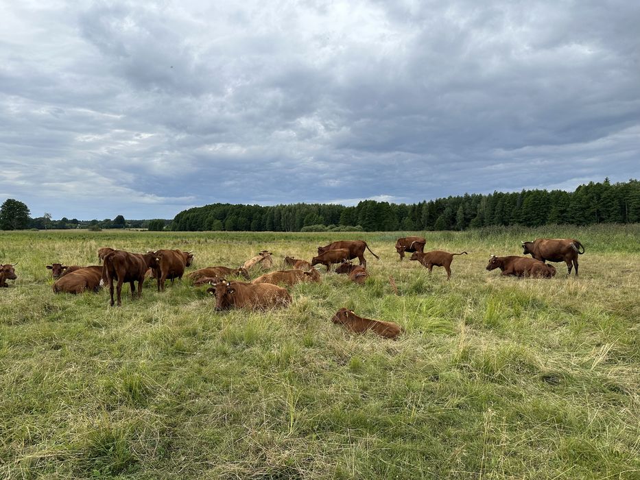 Młode byki rasy Polska Czerwona
