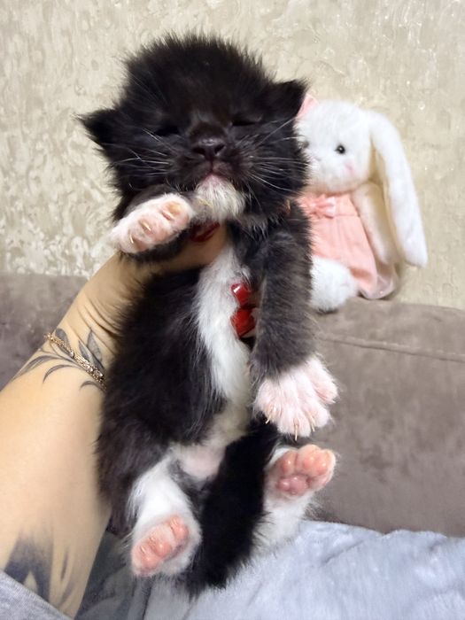 Хлопчик Мейн Кун є документи офіційний розплідник