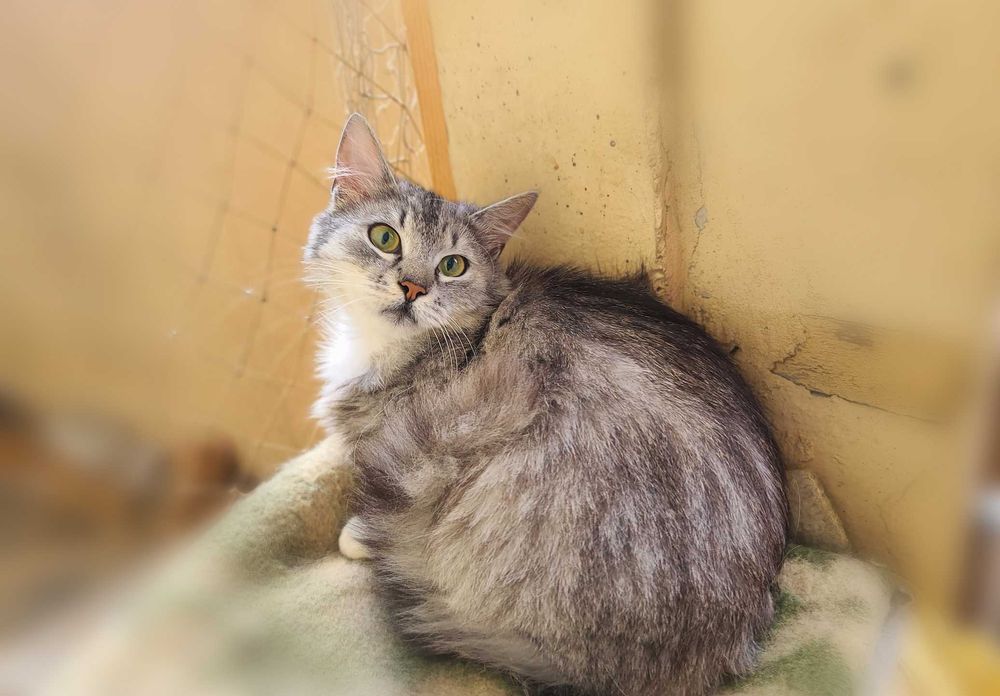 Бася — нежная кошка, которой нужен дом! (2,5 года, стерилизована)