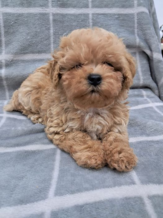 Мальтіпу , міні, три дівчинки і хлопчик.