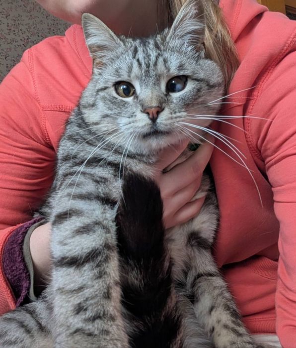 Безкоштовно котик