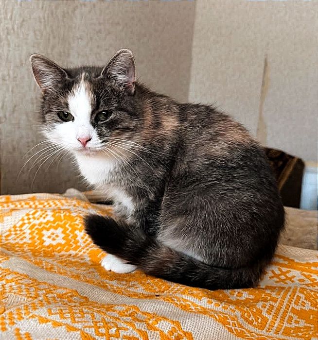 отдам_ кошки_ котята_ Софи