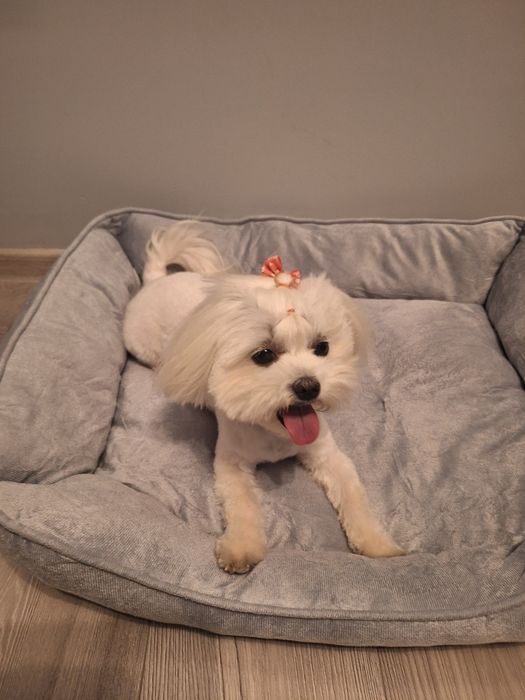 Maltańczyki szczeniaki 2 samce