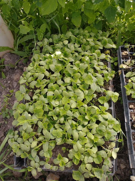 Flance ogórek gruntowy sremianin