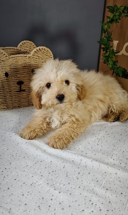 **Cavapoo ** cudowny chłopiec!