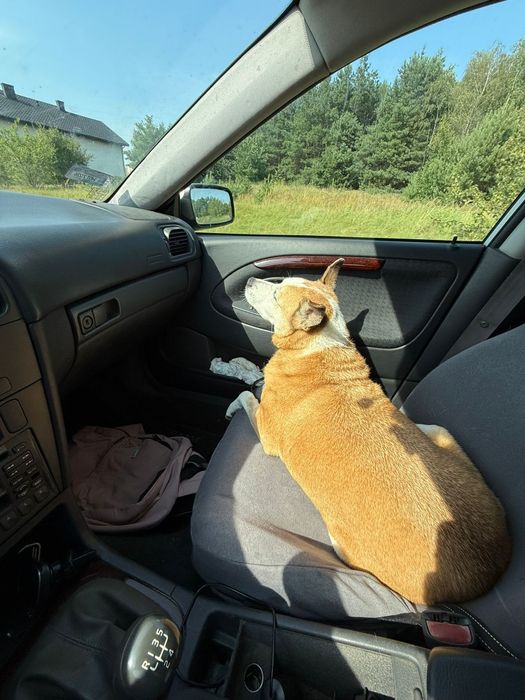 Przepiękny wrażliwy pies do adopcji