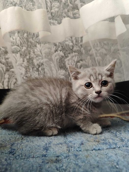 Шотландські кошенята