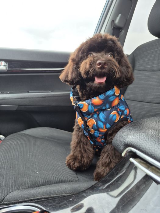 Мальтипу. Девочка