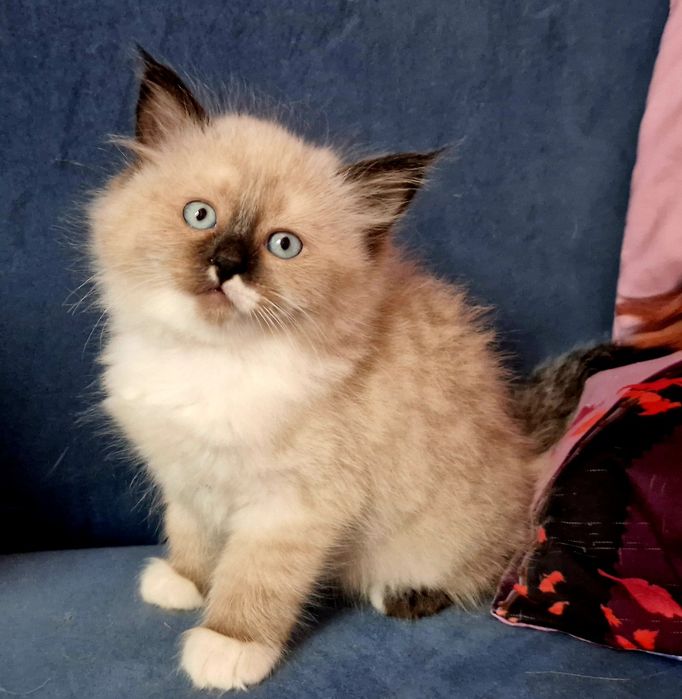 IZZY Koyka syberyjska Neva Masquerade