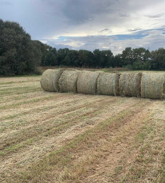 Feno novo 2026 mistura Sudão sorgo