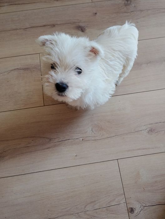 West Terrier piesek