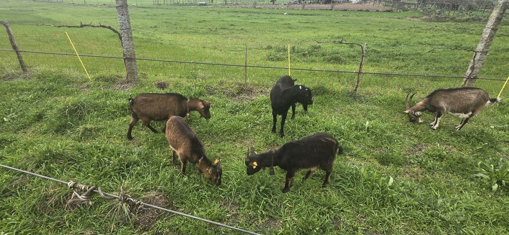 Vendo pequeno rebanho de cabras