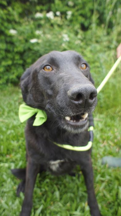 Zeus cao para adocao
