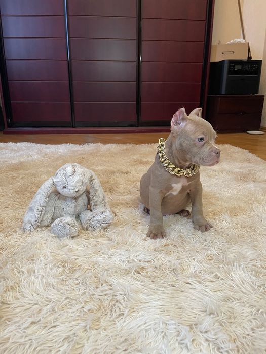 Американський буллі