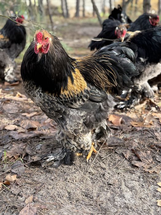 Продам кур , породи -Брама