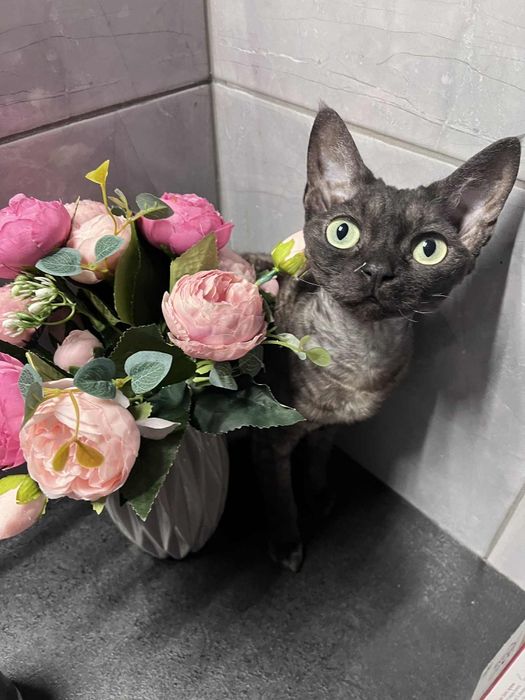 Kotka Devon rex czarna (Rezerwacja)