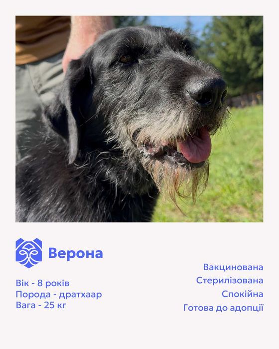 Верона, дратхаар, шукає дім | Центр адопції «Зачин»