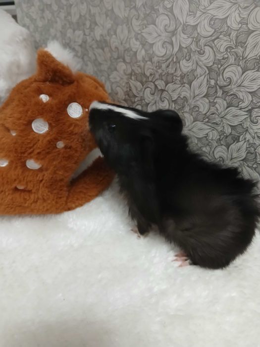 Продам морських свинок