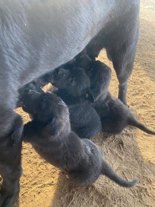 Doação de cães labradores pretos