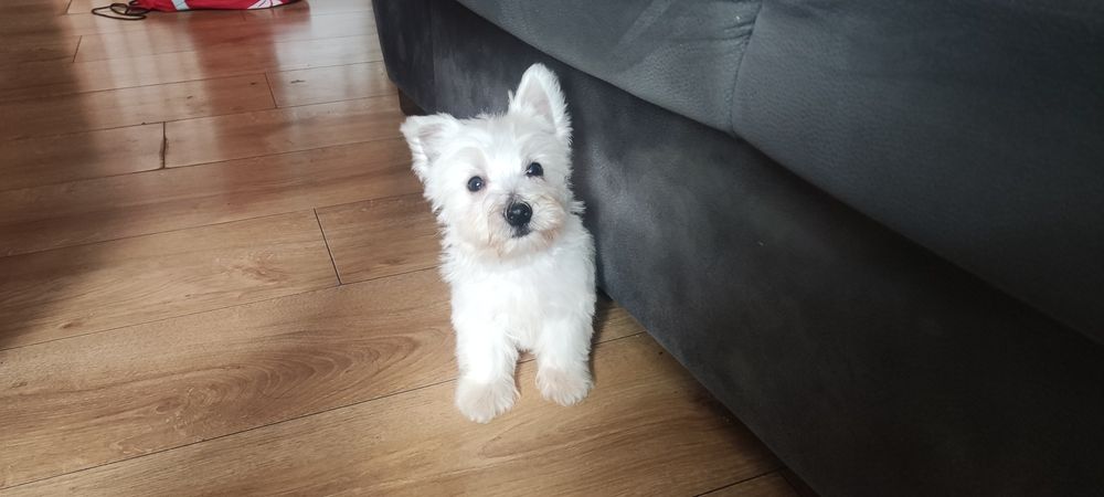 West highland terrier