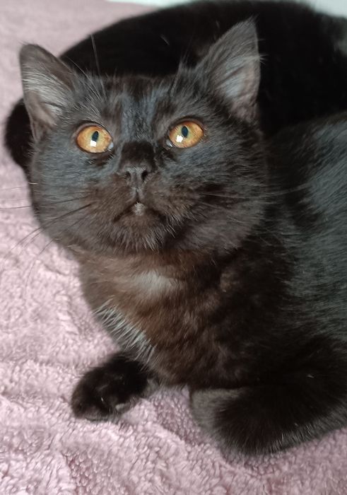 Кошеня шукає дім