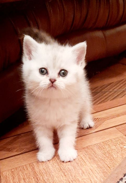 Чарівні та милі.