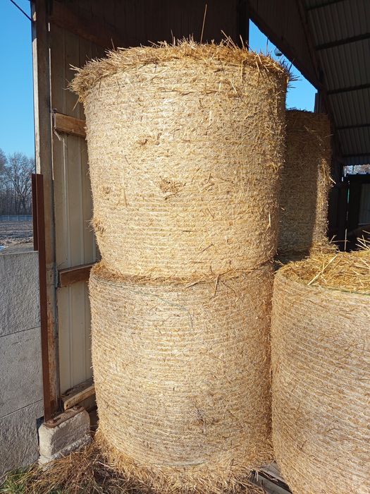 Sprzedam słomę suchą