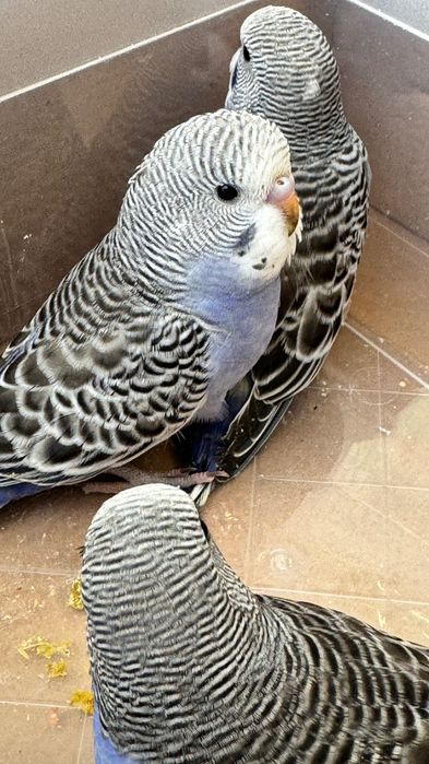 Periquitos mutações