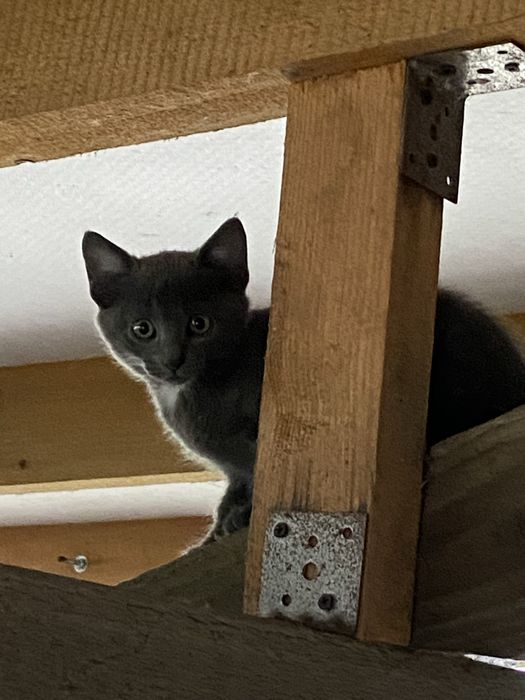 Котики безкоштовно