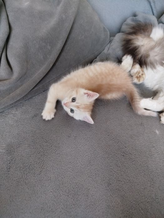 Котик безкоштовно