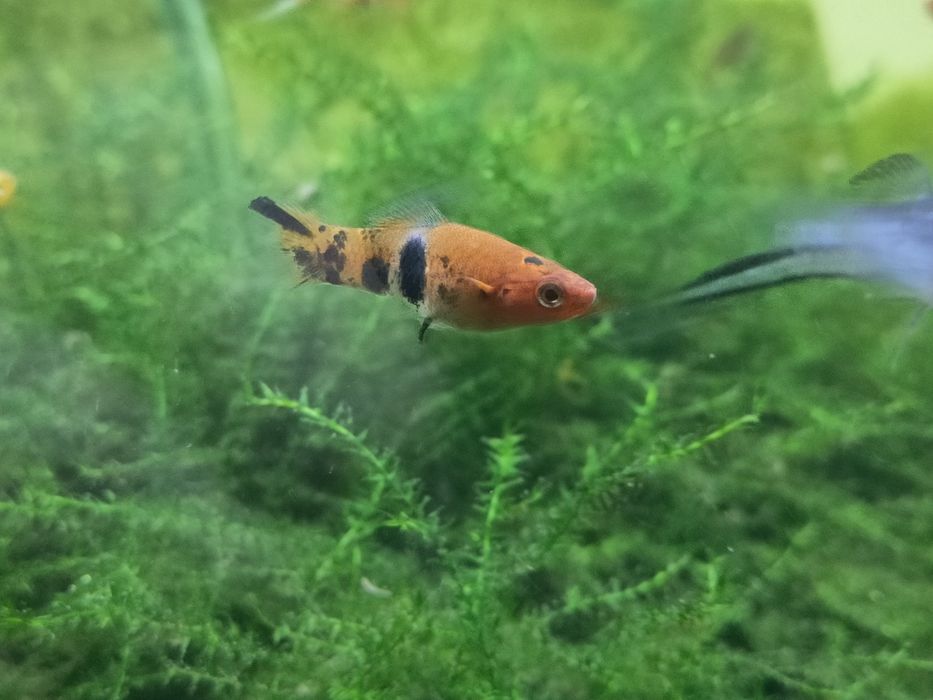 Mieczyk różne odmiany