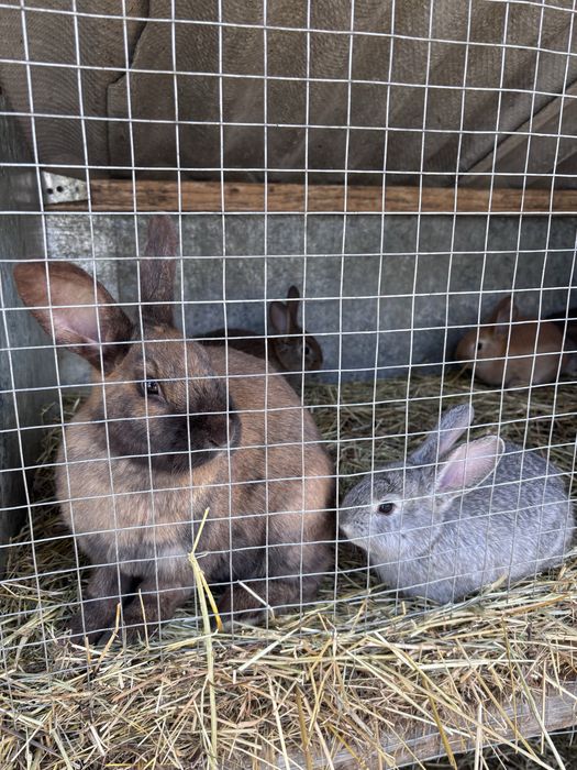Продам кролів різного віку