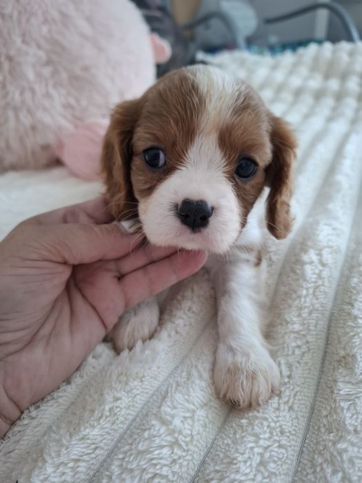 Cavalier King Charles spaniel