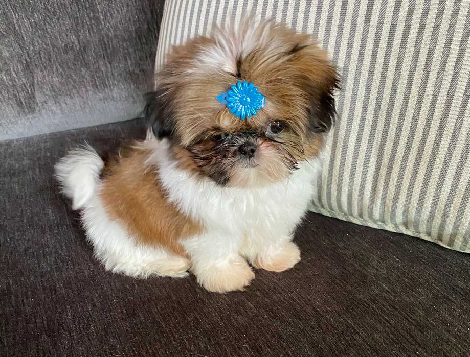 Shih-Tzu Macho TOP