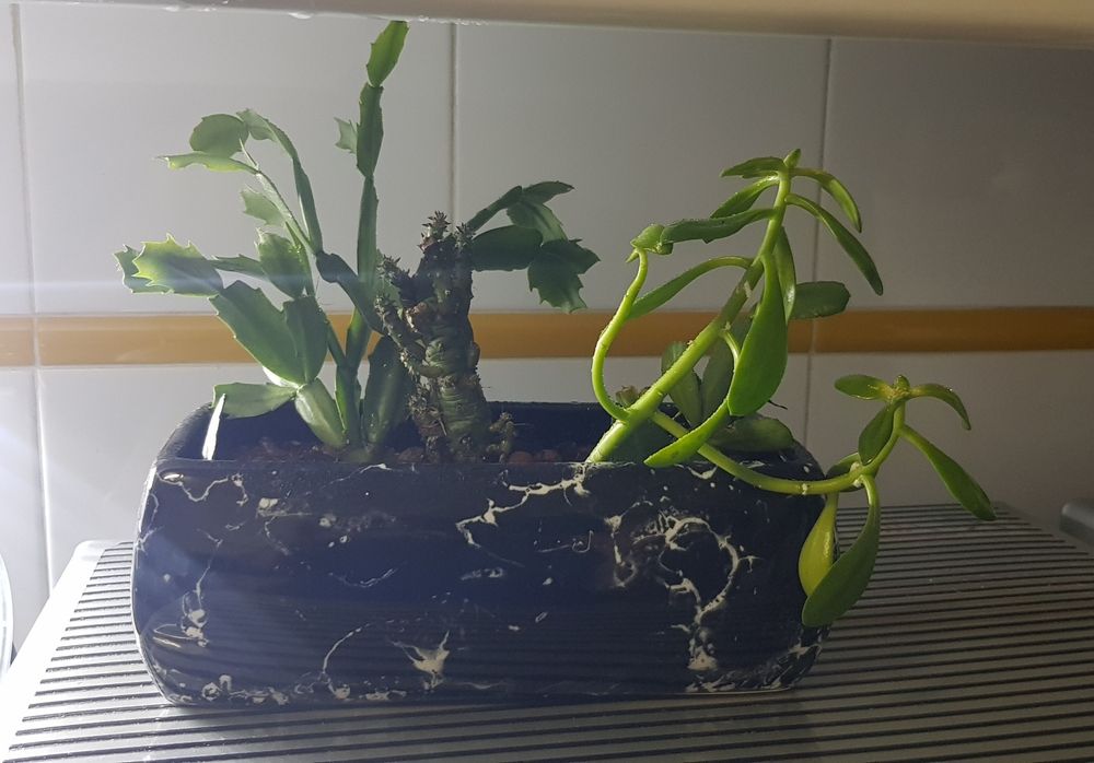 Floreira com suculentas