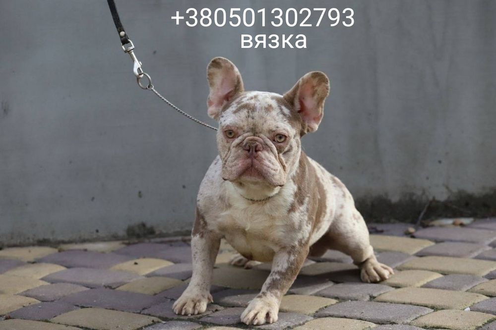 Француз ізабелловый на в'язку