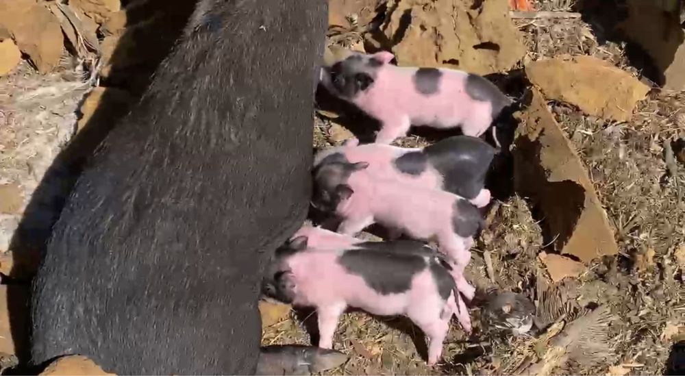 Mini Pigs para estimação