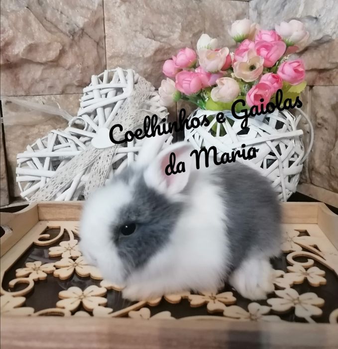 KIT Coelhos Anões, Mini Toy, Holandêz, Tedy, Coelhinho Mini Lop Belier