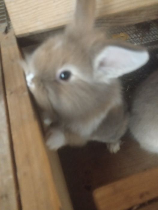 Coelhos anões com 2 meses