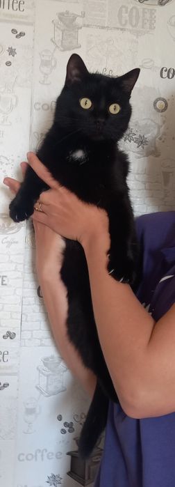 В добрі руки котик кастрований безкоштовно