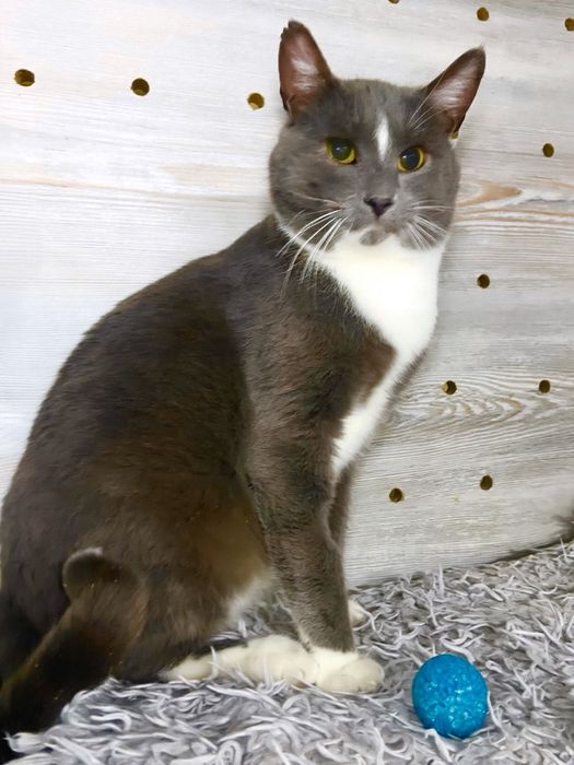 Плюшевий котик Одін чекає на свою родину!