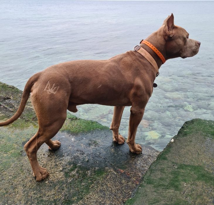 Вязка Стафф. Американский стаффордширсий терьер